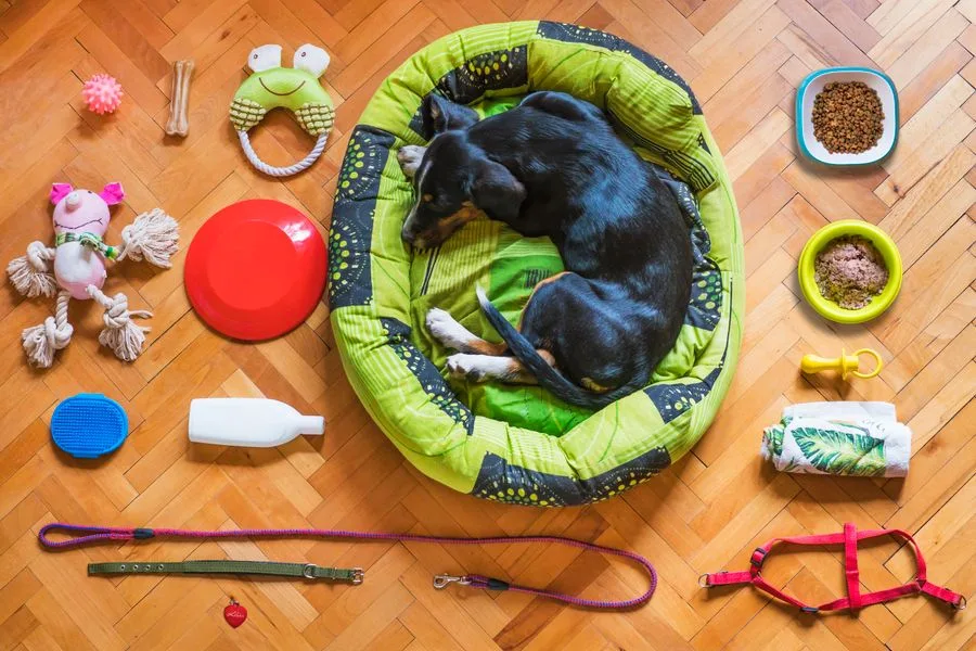 Dog resting on a bed surrounded by pet accessories